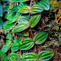 Kendrickia walkeri Hook.f.